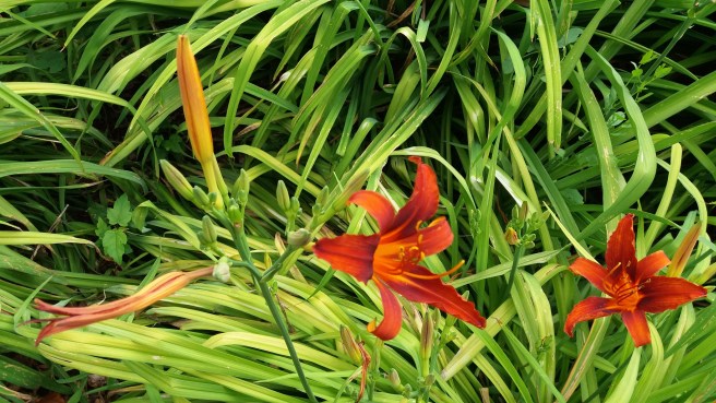 Feuerlilie, eine rote Blüte